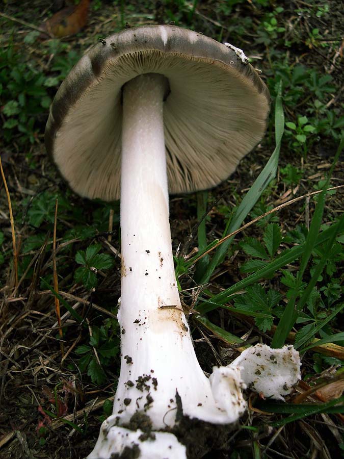 Volvariella speciosa variet glojocephala.
